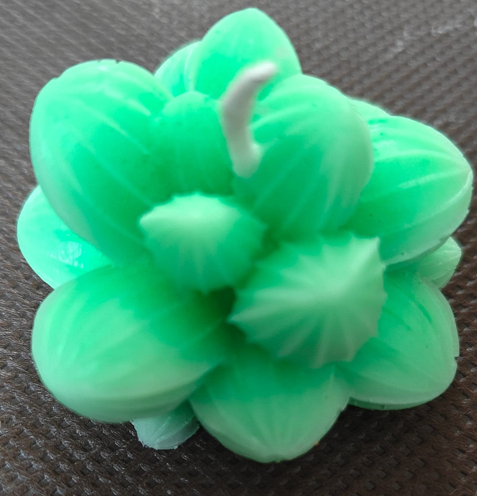 Candle Cactus Flower Green